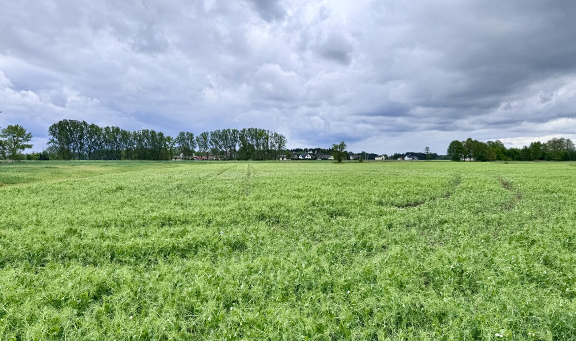 Działka 4000 m² pod dom i usługi | Opole – Czarnowąsy